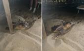 La tartaruga fuggita da Marina di Campo ha nidificato a Lacona