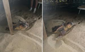 La tartaruga fuggita da Marina di Campo ha nidificato a Lacona