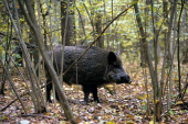 Cinghiali: possibile eradicarli, se la Regione smette di cincischiare, seguendo studi ed esempi virtuosi