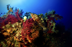 Immersioni subacquee, i 10 luoghi più belli per il diving all’isola d’Elba