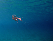 La Foto del Giorno (9 sett.)