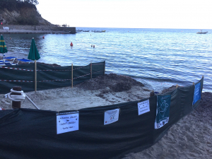 Le corse delle tartarughe di Sant’Andrea e quelle dell’Amministrazione Comunale