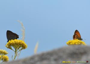 La Foto del Giorno (27 giu.)