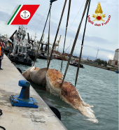 Rimossa e smaltita in sicurezza la carcassa di Balena spiaggiata a Quercianella