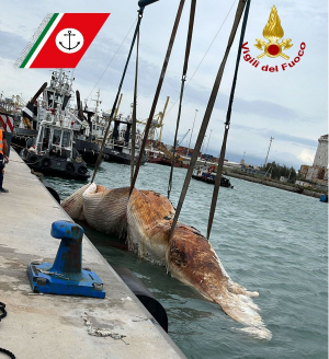 Rimossa e smaltita in sicurezza la carcassa di Balena spiaggiata a Quercianella