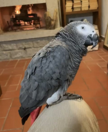 Cercasi pappagallo smarrito