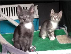 Morcone, i gatti e il “brand Elba”: quando il problema non sono le parole