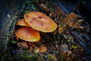 La Foto del Giorno (10 gen.)