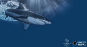 I grandi squali bianchi del Mar Mediterraneo rischiano l’estinzione