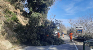 Marciana: due alberi cadono sulla sede stradale, ferito un motociclista che stava transitando