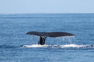 Dai suoni dei cetacei nuovi indizi sul clima che cambia