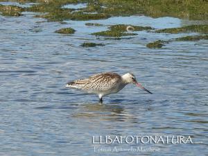 Il soggiorno isolano della Pittima minore
