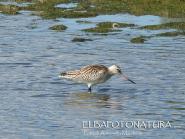 Il soggiorno isolano della Pittima minore