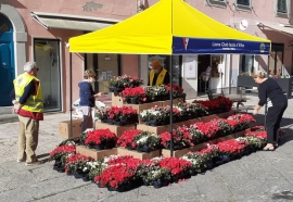 L&#039;Azalea della Ricerca  AIRC:  più di 4.000 euro raccolti a Portoferraio dai Lions