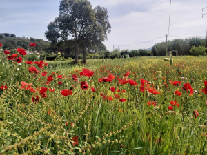 La Foto del Giorno (8 mag.)