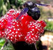 "Cactus &amp; piante grasse” - La Foto della Settimana è di Puffo fotografo