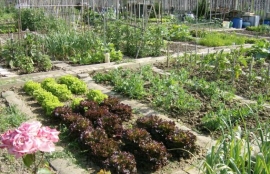 Orti sociali, l'avviso per progetti di formazione dei detenuti