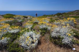 Giannutri: il Parco Nazionale confermerà il divieto di portare le api gestite sull’isola