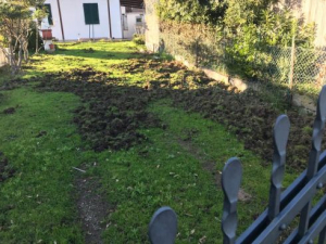 Una richiesta di intervento urgente per l&#039;emergenza cinghiali dal versante occidentale