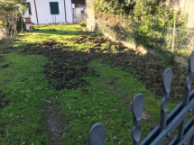 Una richiesta di intervento urgente per l'emergenza cinghiali dal versante occidentale