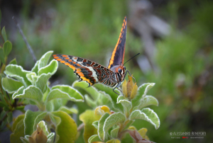 La Foto del Giorno (4 mag.)