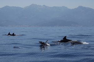 Il Parco Nazionale Arcipelago Toscano tra i protagonisti del progetto LIFE A_MAR Natura 2000 sui siti marini