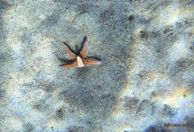 La Foto del Giorno (20 giu.)