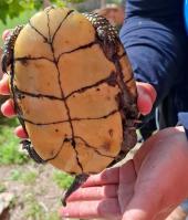 Una rara testuggine europea di acqua dolce,  incredibilmente  "naufragata" a Pianosa