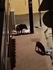 La "movida" del Suino selvatico - Ungulati sempre più "padroni della notte"