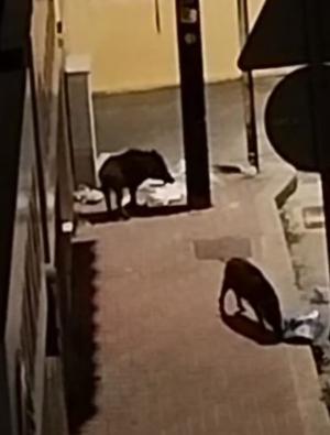 La &quot;movida&quot; del Suino selvatico - Ungulati sempre più &quot;padroni della notte&quot;