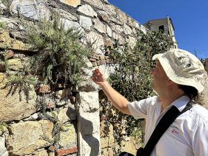 Il segreto delle antiche “Mura Medicee”: le fortificazioni di Portoferraio conservano le specie a rischio dal cambiamento climatico