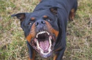 Cani di grossa taglia incostuditi ed aggressivi a Portoferraio