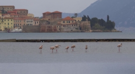 7 Fenicotteri in sosta a San Giovanni.  Occorre estendere l'area di tutela ZPS
