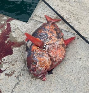 Un pesce &quot;alieno&quot; rinvenuto nelle acque portuali portoferraiesi