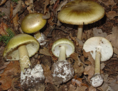 Ispettorato Micologico USL, nel 2023 nei PP.SS 41 consulenze (5 "elbane") per intossicazione da funghi