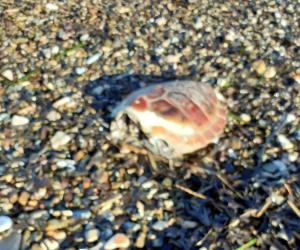 Fotonotizia: Carcassa di tartaruga spiaggiata a Bagnaia