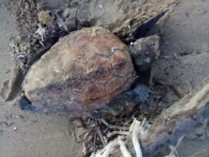 Rinvenuta la carcassa di una tartaruga spiaggiata al Lido di Capoliveri