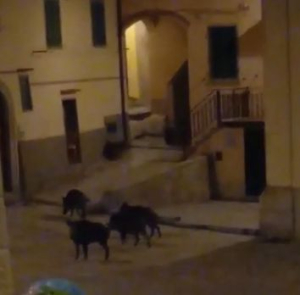 Video: la cavalcata notturna dei cinghiali in Piazza di Chiesa a San Piero