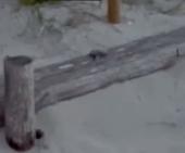 Le tartarughine acrobate di Pianosa - Video