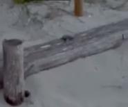 Le tartarughine acrobate di Pianosa - Video