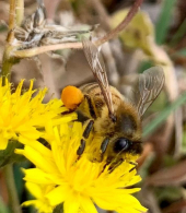 Il meraviglioso mondo delle api entra nelle scuole di Marina di Campo