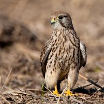 Giorgio Paesani, una vita dedicata a scoprire i "segreti" dei volatili