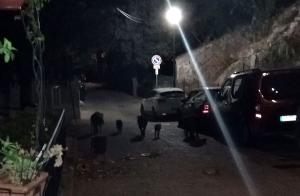San Piero, ancora cinghiali in paese nella notte di sabato