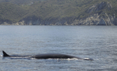 Un insolito avvistamento di cetacei per i "Ricercatori per un giorno"