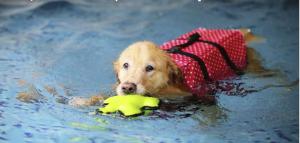 Traghetti sempre meno Pet Friendly?