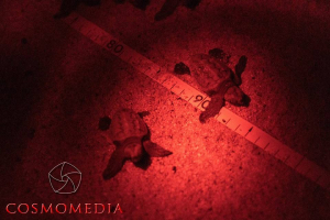 Nidificazione Caretta caretta: &quot;serve silenzio assoluto e nessuna luce artificiale&quot;