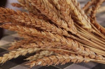 Il grano ritrovato: Storia della farina di Biancolino e del suo ritorno all’Elba dopo più di un secolo