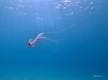 La Foto del Giorno (9 giu.)