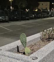 Nuove piante presso i moli  ferajesi, la riflessione di un cittadino (fichi d'india al porto)