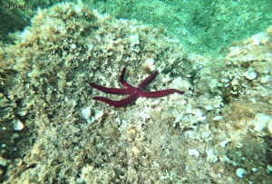 La Foto del Giorno (8 lug.)